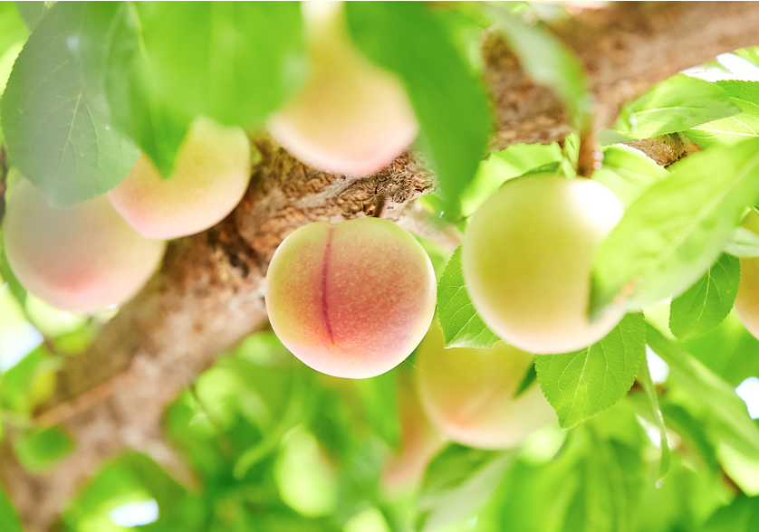ぎょくとう産 梨の果実